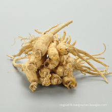 ren shen dried white ginseng anti-cancer panax ginseng plant for sale